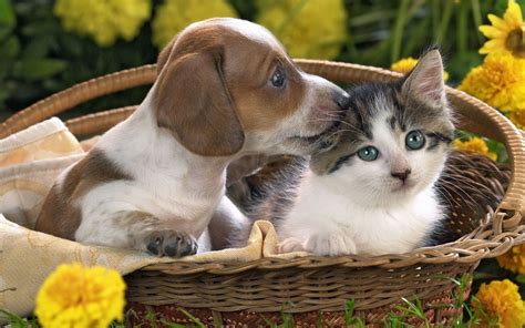 puppy kitty|cute puppy and kitten videos.